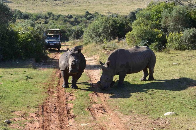 2 Day Wild Heart Western Cape Safari Tour with Private Transfers - Botlierskop: the first real safari