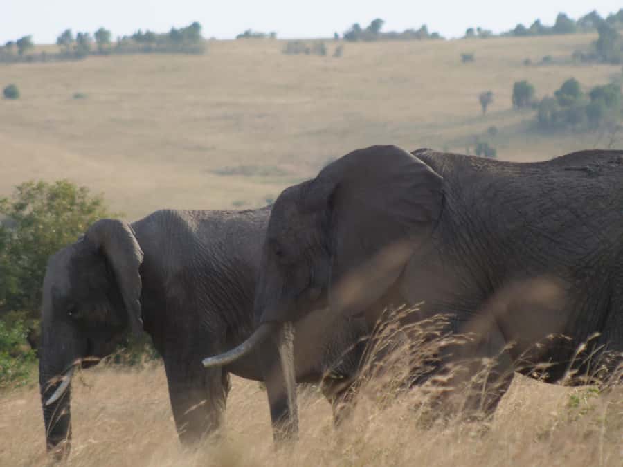 2 Days 1 Night Amboseli Safari - The first afternoon: arrival, lunch, and a short game drive