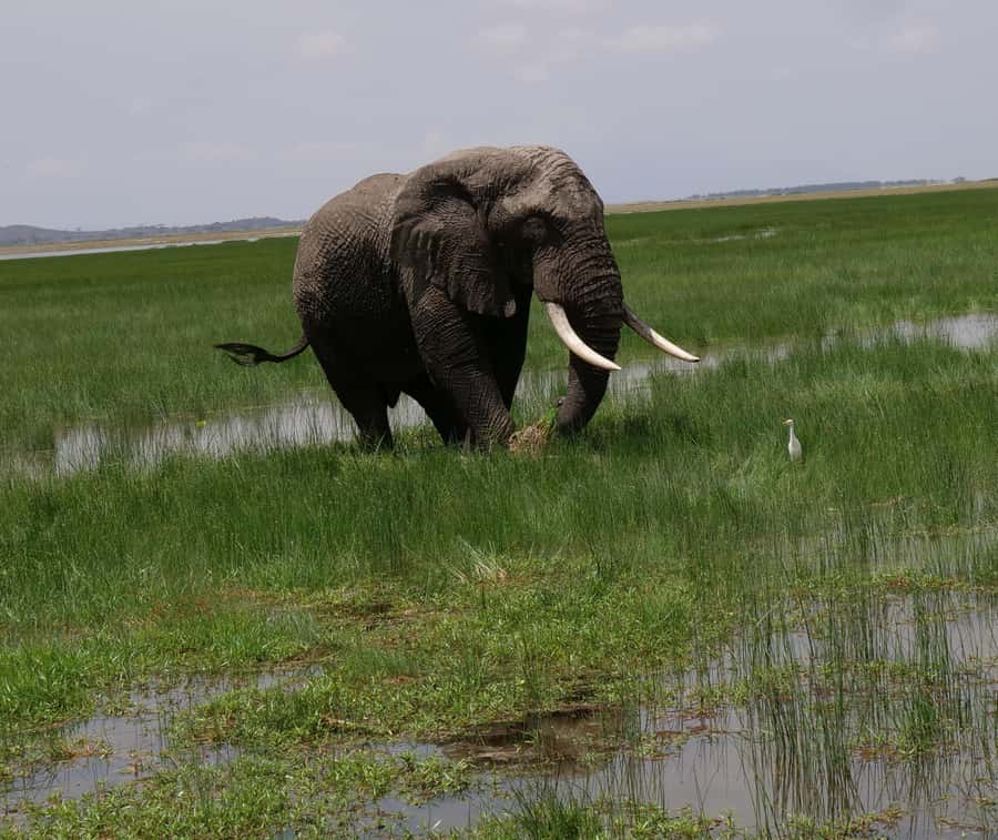 2 Days 1 Night Amboseli Safari - The early morning game drive on day two