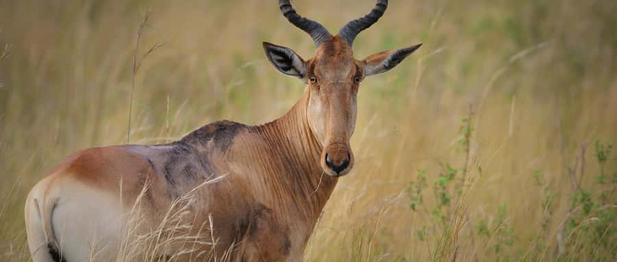 2 Days 1 Night Amboseli Safari - The optional Masai village visit
