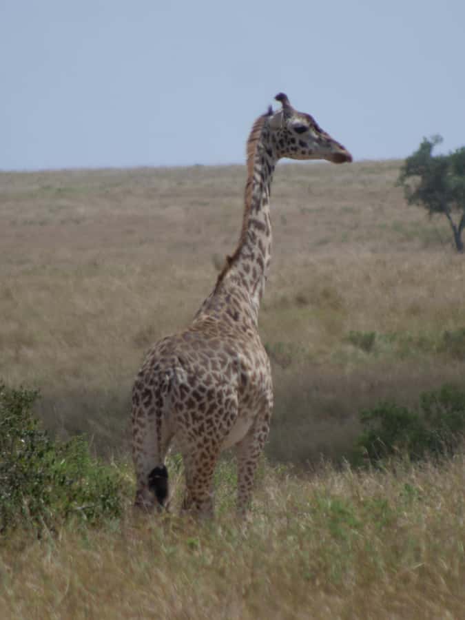 2 Days 1 Night Amboseli Safari - How the $548 price measures up