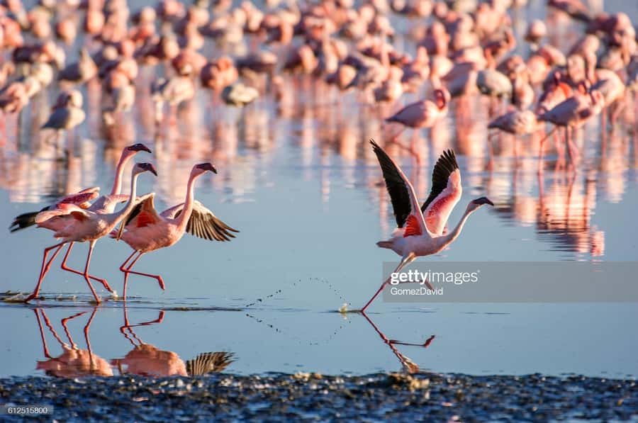 2 Days 1 Night Amboseli Safari - What to pack and what to expect