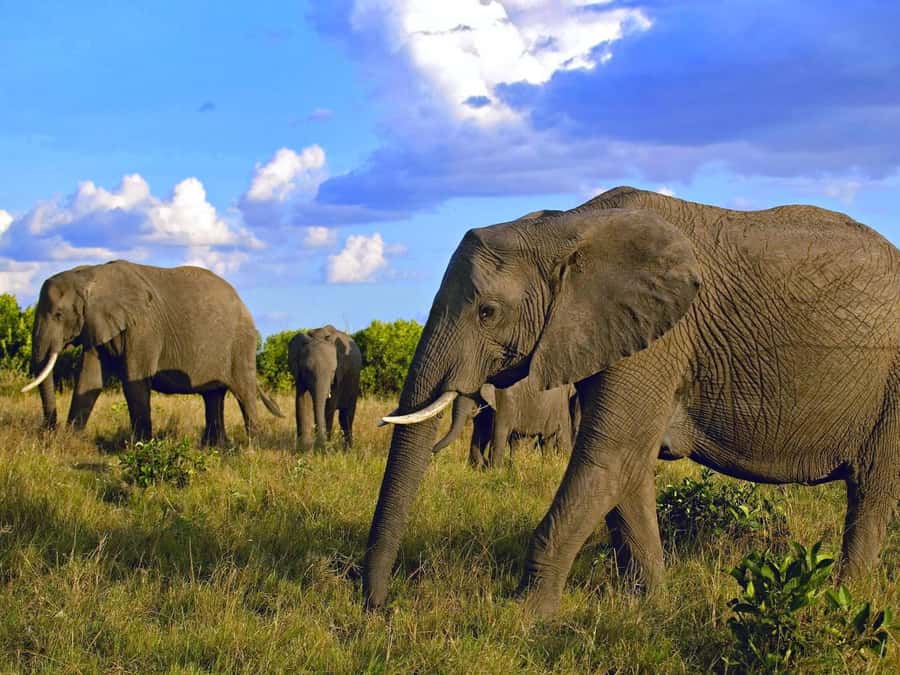 2 Days 1 Night Amboseli Safari - Leaving Nairobi for Amboseli National Park