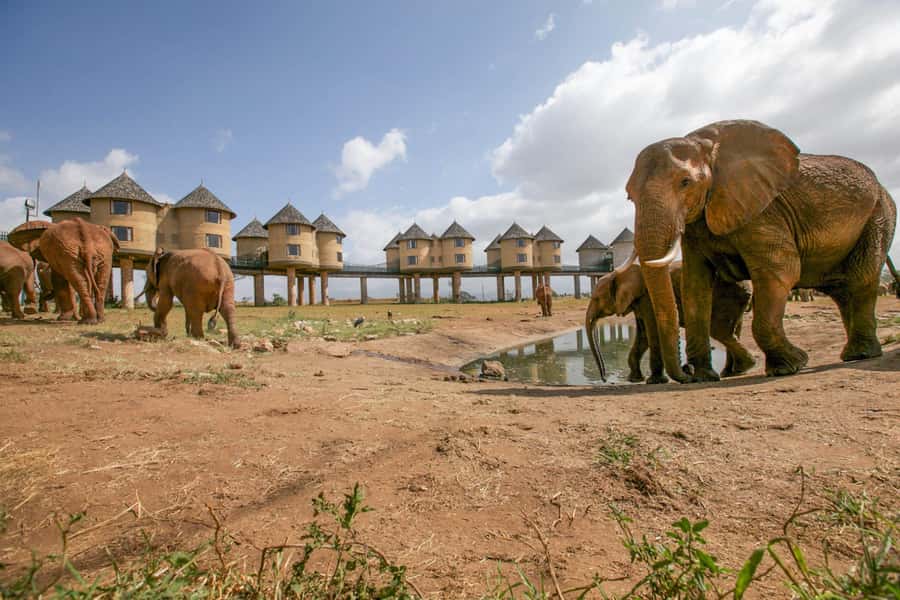 2 days 1 night saltlick safari from Diani/Mombasa - Who should book this safari?