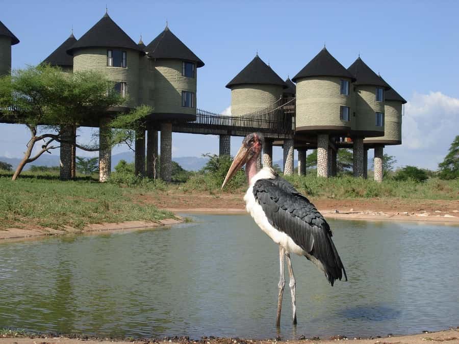 2 days 1 night saltlick safari from Diani/Mombasa - The evening drive and the search for lions