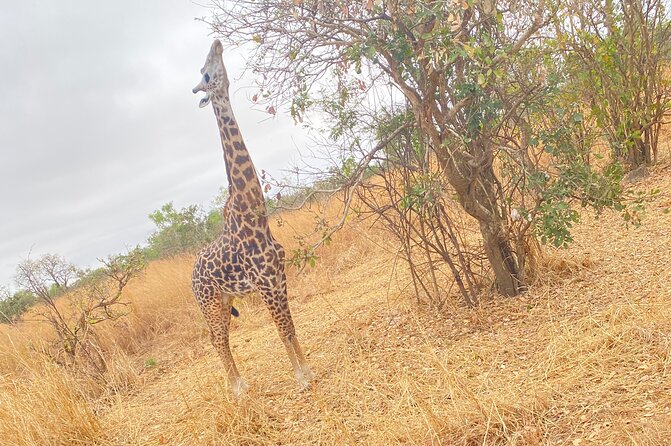 2 Days and 1 Night Mikumi Safari Private Tour - The seven-hour road journey to Mikumi