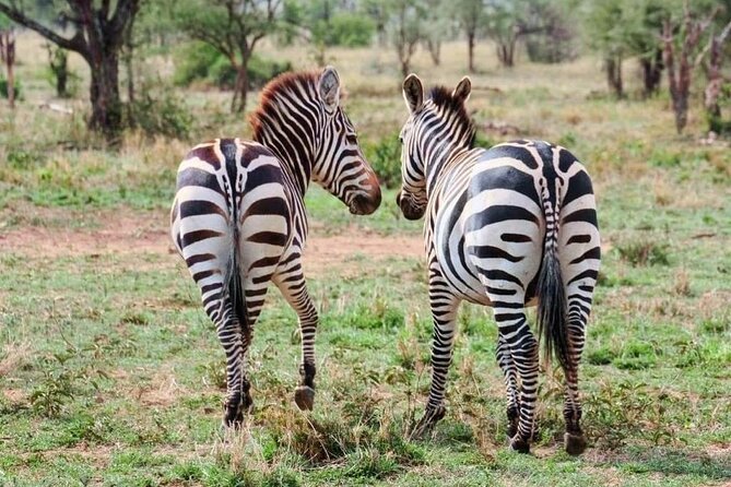 2 Days and 1 Night Mikumi Safari Private Tour - Meeting Maasai people and learning about culture