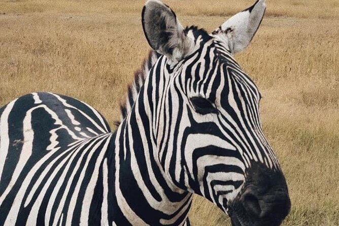 2 Days and 1 Night Mikumi Safari Private Tour - Arriving at Mantis Lodge inside Mikumi