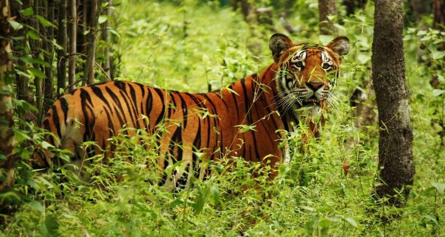 2 Days Chitwan Jungle Safari Tour from Pokhara/Kathmandu - The early morning jungle walk
