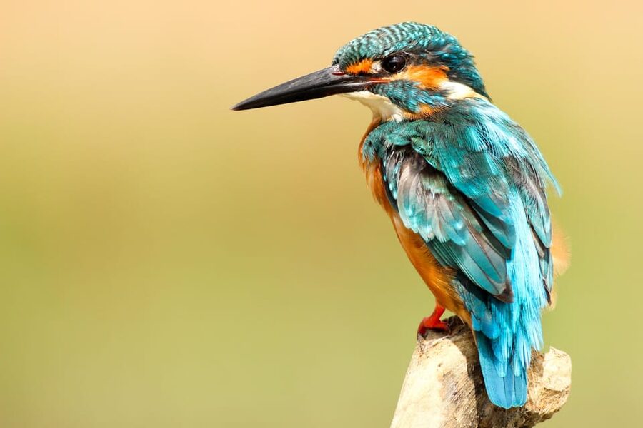 2 Days Chitwan Jungle Safari Tour from Pokhara/Kathmandu - Who should choose this two-day format