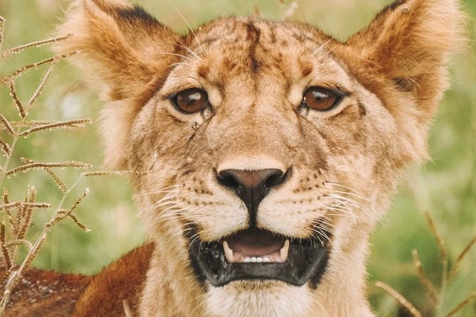 2 days Mid Range Safari in Ngorongoro and Tarangire Big 5 Parks - Guiding, Animal Spotting, and Communication