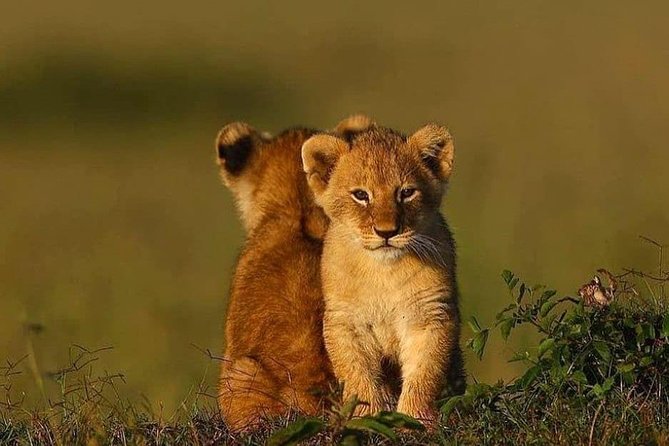 2 days Mid Range Safari in Ngorongoro and Tarangire Big 5 Parks - Tarangire: Elephants, Baobabs, and Dry-Season Wildlife