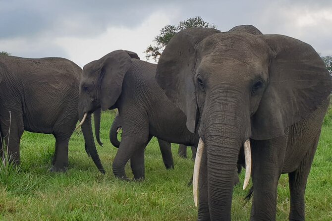 2 Days Mikumi National Park Safari From Dar es salaam or Zanzibar - Guides, communication, and the private format