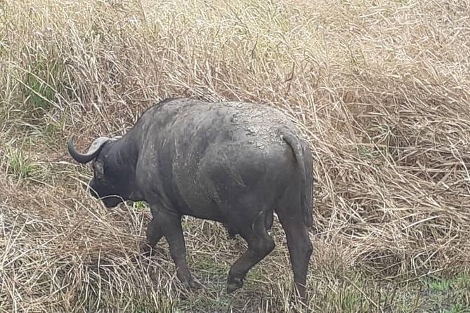 2 Days - Mikumi safari depart from Zanzibar or Dar es salaam - Your first Mikumi game drive
