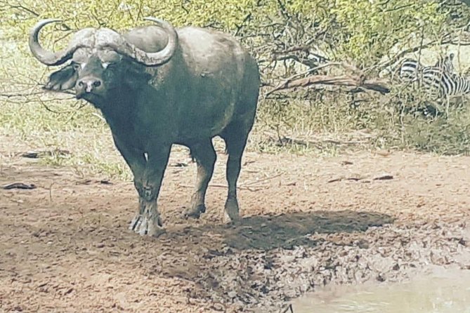 2 Days - Mikumi safari depart from Zanzibar or Dar es salaam - Overnight accommodation: useful, but check the standard