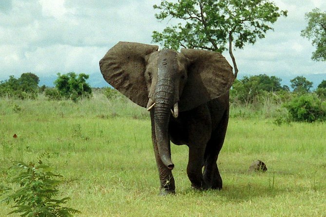 2 Days - Mikumi safari depart from Zanzibar or Dar es salaam - The sunrise drive on day two