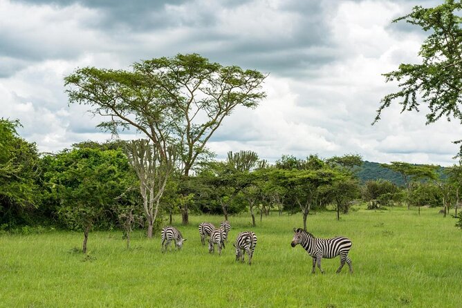 2 Days Popular Safari to Lake Mburo National Park - Key points to know before booking