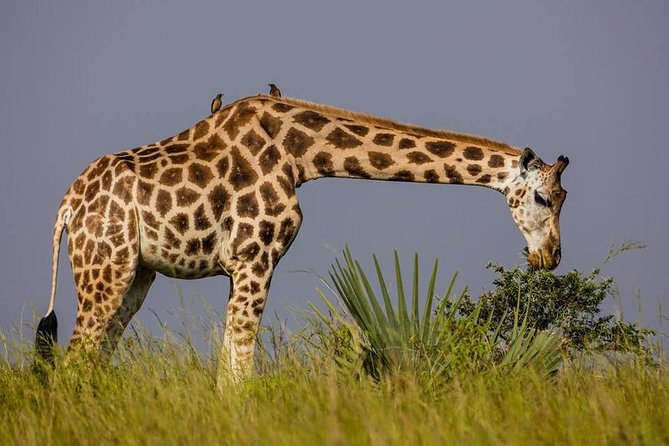 2 Days Popular Safari to Lake Mburo National Park - The two-hour boat ride on Lake Mburo