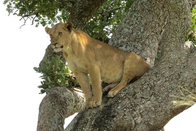 2 Days Popular Safari to Lake Mburo National Park - The early morning game drive on Day 2