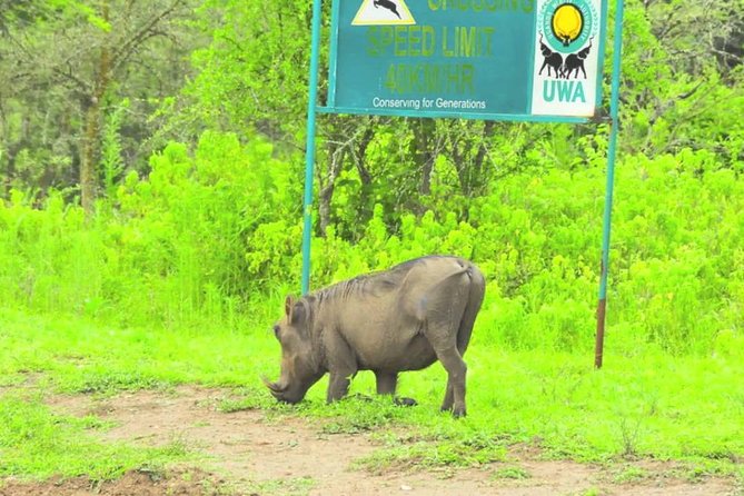 2 Days Popular Safari to Lake Mburo National Park - What the $1,250 price really buys