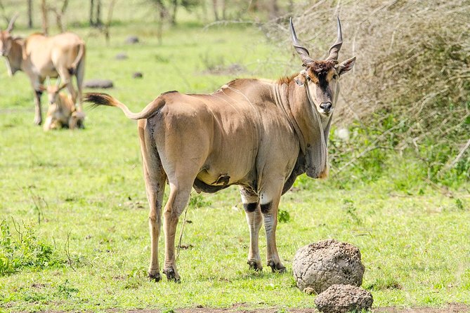 2 Days Popular Safari to Lake Mburo National Park - The early departure from Kampala