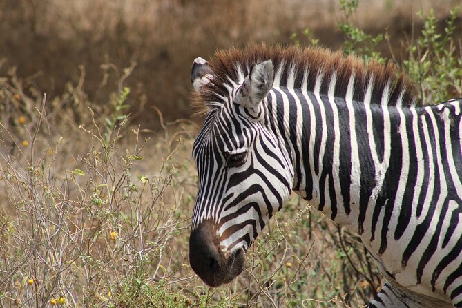 2 days private lodge safari - What this two-day safari is really offering