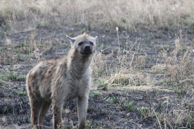 2 days private lodge safari - Day two: descending 600 meters into Ngorongoro Crater