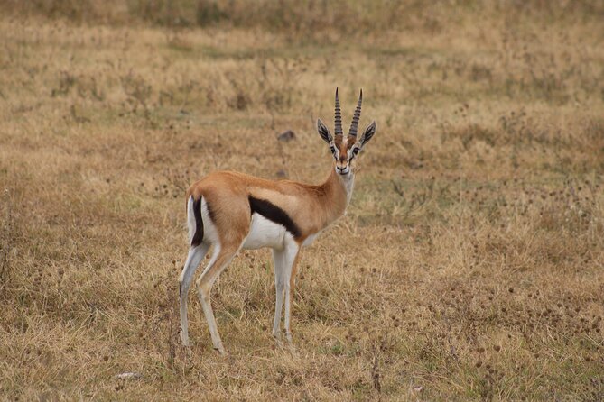2 days private lodge safari - Practical details that affect your decision