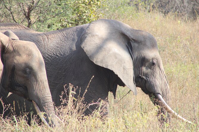 2 days private lodge safari - Day one: Tarangire’s elephants, baobabs, and river country