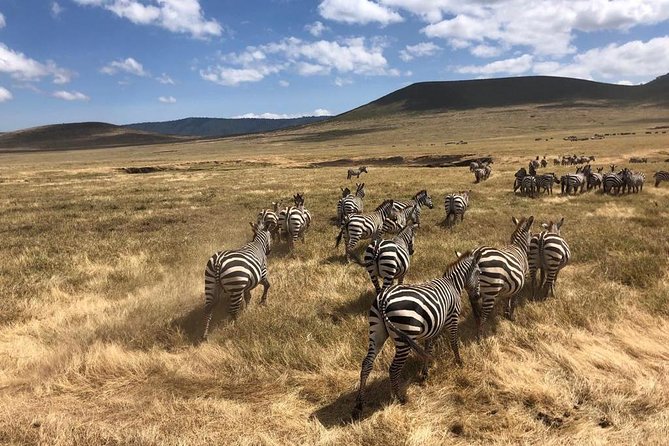 2-Days Private Midrange Safari; Tarangire & Ngorongoro Crater - Guides, communication, and the human side