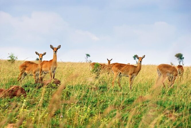 2 Days Safari To Queen Elizabeth National Park with Cruise - Key points to know before booking