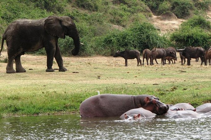 2 Days Safari To Queen Elizabeth National Park with Cruise - Day one begins with a serious drive
