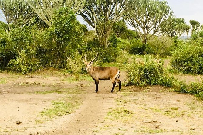 2 Days Safari To Queen Elizabeth National Park with Cruise - Is $1,350 per person good value?