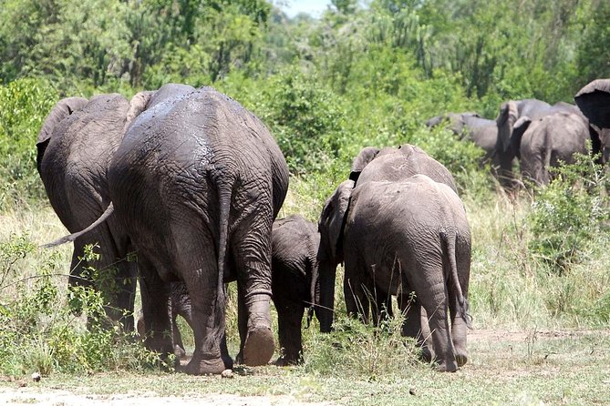 2 Days Safari To Queen Elizabeth National Park with Cruise - Who will like this safari most