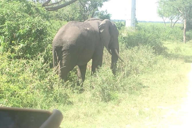 2 Days Safari To Queen Elizabeth National Park with Cruise - The Kazinga Channel cruise is the trip’s best use of time