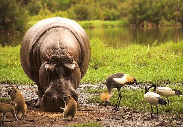 2 Days Safari Tsavo East - Key points to know before booking