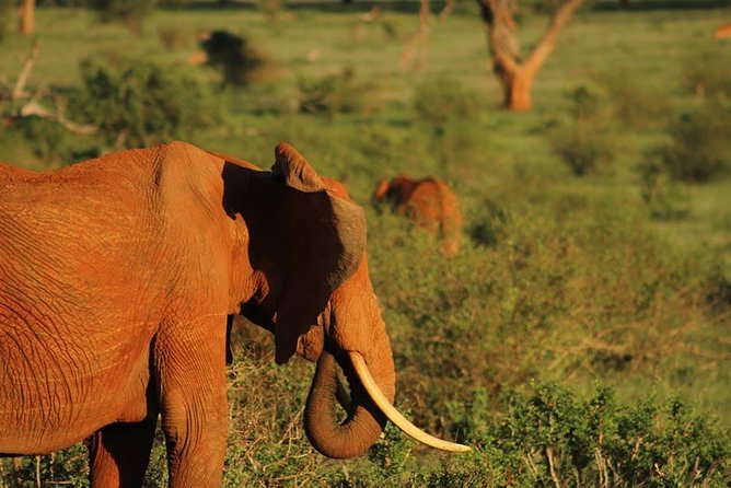 2 Days Safari Tsavo East - Leaving Mombasa at 6 am