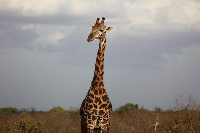 2 Days Safari Tsavo East - The 4 pm to 6:20 pm game drive