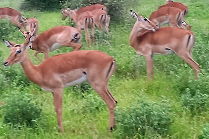 2 Days Safari Tsavo East - What day two really offers