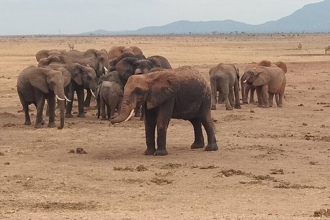 2 Days Safari Tsavo East - How private touring changes the experience