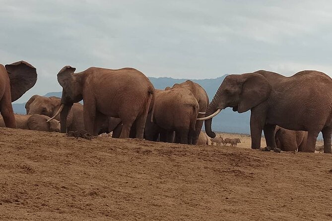 2 Days Safari Tsavo East - Guide language and communication