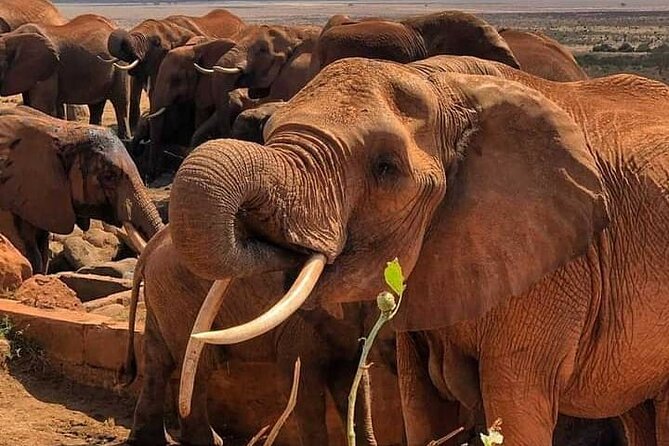 2 Days Safari Tsavo East - What the $600 price covers