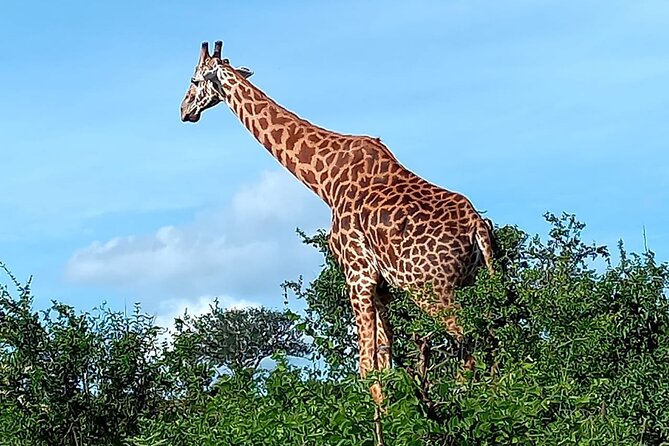 2 Days Safari Tsavo East - Midday rest at the lodge