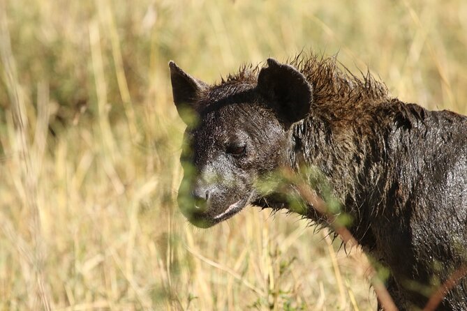 2 Days Tarangire and Ngorongoro Group Camping Safari - Day two: descending more than 600 meters into Ngorongoro