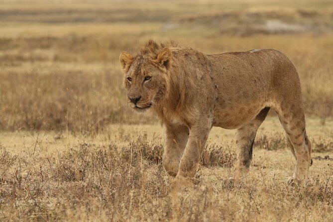 2 Days Tarangire and Ngorongoro Group Camping Safari - What the $550 price really buys