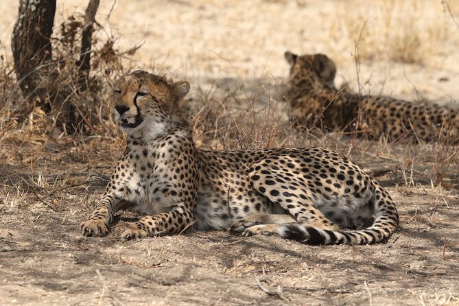 2 Days Tarangire and Ngorongoro Group Camping Safari - Should you book the Tarangire and Ngorongoro safari?