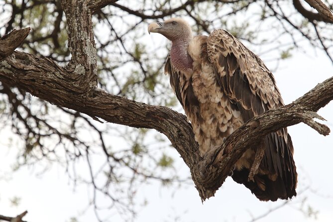 2 Days Tarangire and Ngorongoro Group Camping Safari - The overnight camp and the value of staying near Ngorongoro