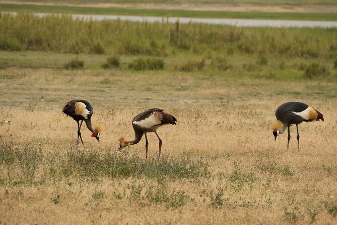 2 Days Tarangire and Ngorongoro Mid-Range Group Safari - What the guide can add to the experience