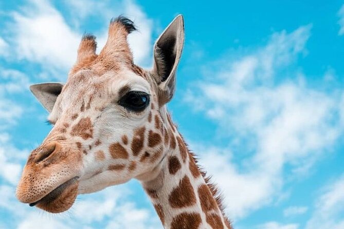 2 days Tarangire and Ngorongoro short safari - The guide, vehicle, and private format