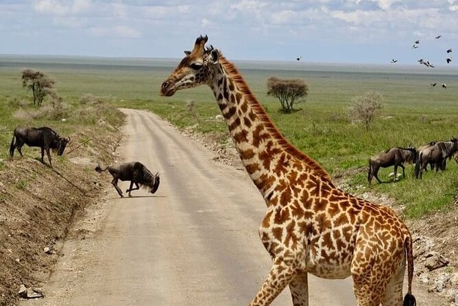 2 days Tarangire and Ngorongoro short safari - Meals, accommodation, and what to clarify